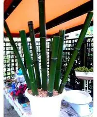 In vendita canne di bambù bambu con diametri da 1 a 10 cm. lunghezza da definire