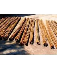 In vendita canne di bambù bambu con diametri da 1 a 10 cm. lunghezza da definire