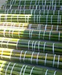 In vendita canne di bambù bambu con diametri da 1 a 10 cm. lunghezza da definire