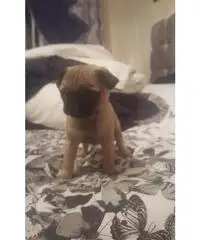 Chihuahua x Min. Barboncino in vendita