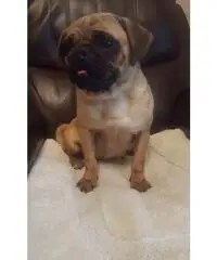 Chihuahua x Min. Barboncino in vendita