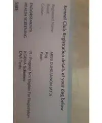 Chihuahua x Min. Barboncino in vendita