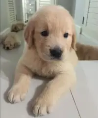 Altri 5 cuccioli di golden retriever registrati per la vendita