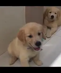 Altri 5 cuccioli di golden retriever registrati per la vendita