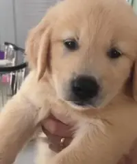 Altri 5 cuccioli di golden retriever registrati per la vendita
