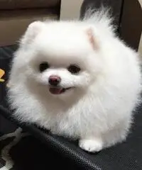 Awesome teacup pomeranian puppies ready now