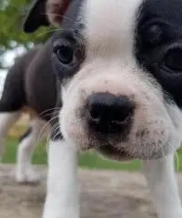 CUCCIOLI DI BOSTON TERRIER FEMMINA E MASCHIO