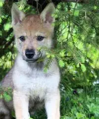 LUPO CECOSLOVACCO CUCCIOLI CON PEDIGREE