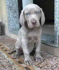 BRACCO DI WEIMAR WEIMARANER CUCCIOLI