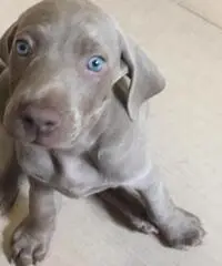 BRACCO DI WEIMAR WEIMARANER CUCCIOLI