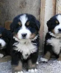 BELLISSIMI CUCCIOLI DI BOVARO DEL BERNESE