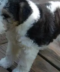 FOX TERRIER A PELO RUVIDO CUCCIOLI