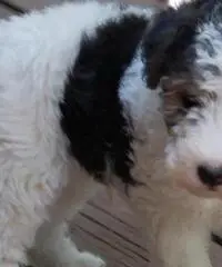 FOX TERRIER A PELO RUVIDO CUCCIOLI