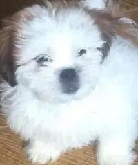 Simpatici cuccioli di Lhasa Apso disponibili