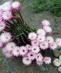 CACTUS Equinopsis multi Fiori grandi belli profumati !