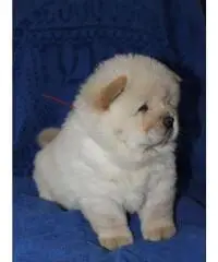 Cuccioli di chow chow