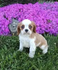 akc cavalier king charles