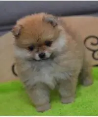 Cuccioli di Pomerania