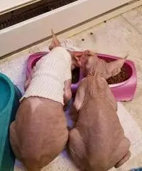 Gattini Sphynx per buone case