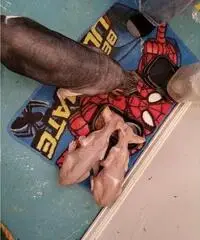 Gattini Sphynx per buone case