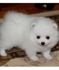 Cuccioli pomeranian per adozione