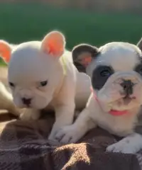 11Cuccioli di bulldog francesi