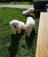 Cuccioli maltesi maschi e femmine sani