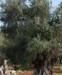 Uliveto vicino a Sava a 9 minuti ARCHIGNANO, PREZZO REGALATO