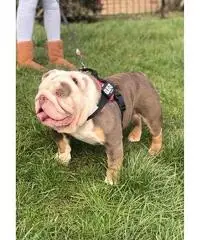 cuccioli di toro francesi giocosi