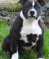 Staffordshire bull terrier
