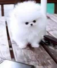 Regalo Cuccioli di Volpino Pomerania