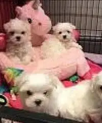 AKC Teacup cuccioli maltesi