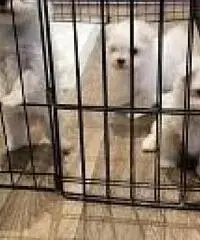 AKC Teacup cuccioli maltesi