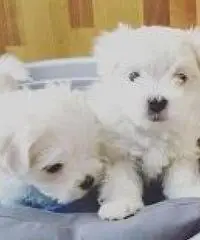 AKC Teacup cuccioli maltesi