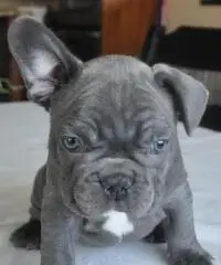 Adorabili cuccioli di Bulldog francese