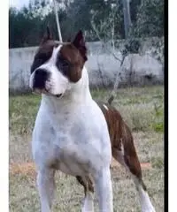 Amstaff Cuccioli