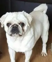 Cuccioli Pug Puppies in vendita