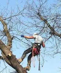 Treeclimbing ed abbattimenti controllati