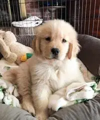 Cuccioli di Golden Retriever registrati KC robusti e di alta qualità