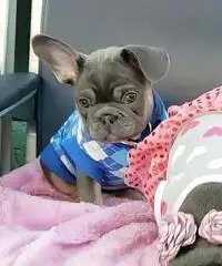 Animali domestici per l'adozione