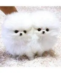 Vendita cuccioli Lulu Pomeranian Mini Toy,