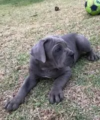 VENDITA cane CORSO