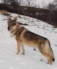 cuccioli di cane lupo cecoslovacco