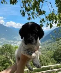 Cuccioli di setter inglese con pedigree