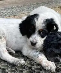 Cuccioli di setter inglese con pedigree