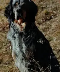Cuccioli di setter inglese con pedigree