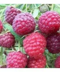 Assistente aala persona/compagnia × Milano