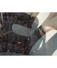 LANCIA YPSILON 1.3 multijet - 2004