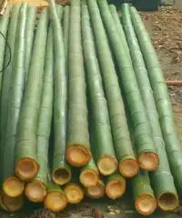 Vendo canne di bambù bambu con diametro da 1 cm. fino a 10 cm.