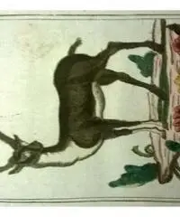 5 litografie originali del 700 - Venezia